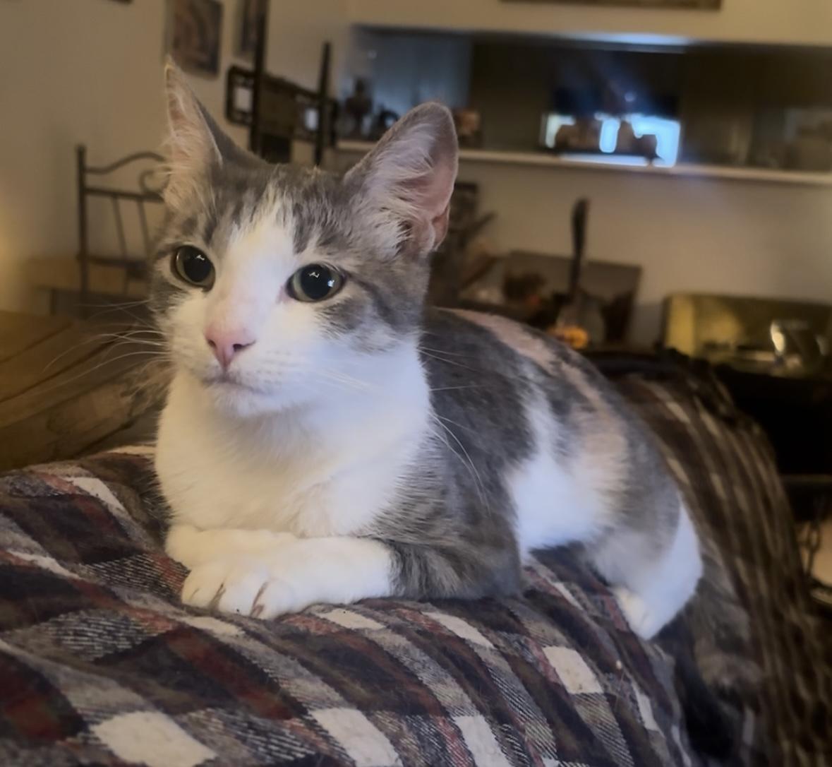 Bernice (1 year), an adopted Domestic Short Hair in Gig Harbor, WA image 2/6