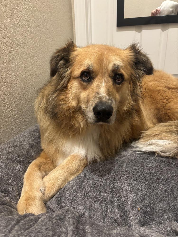 Enlarge Yuki, a ADOPTABLE mixed breed in Commerce City, CO image 6/6