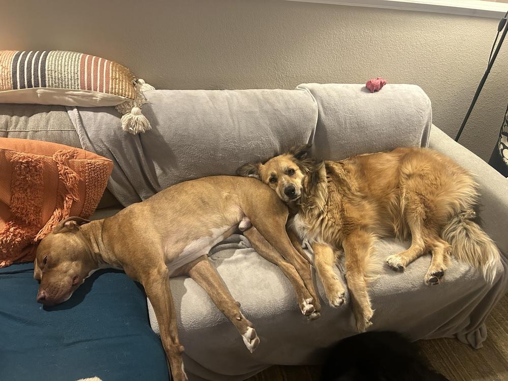 Enlarge Yuki, a ADOPTABLE mixed breed in Commerce City, CO image 3/6