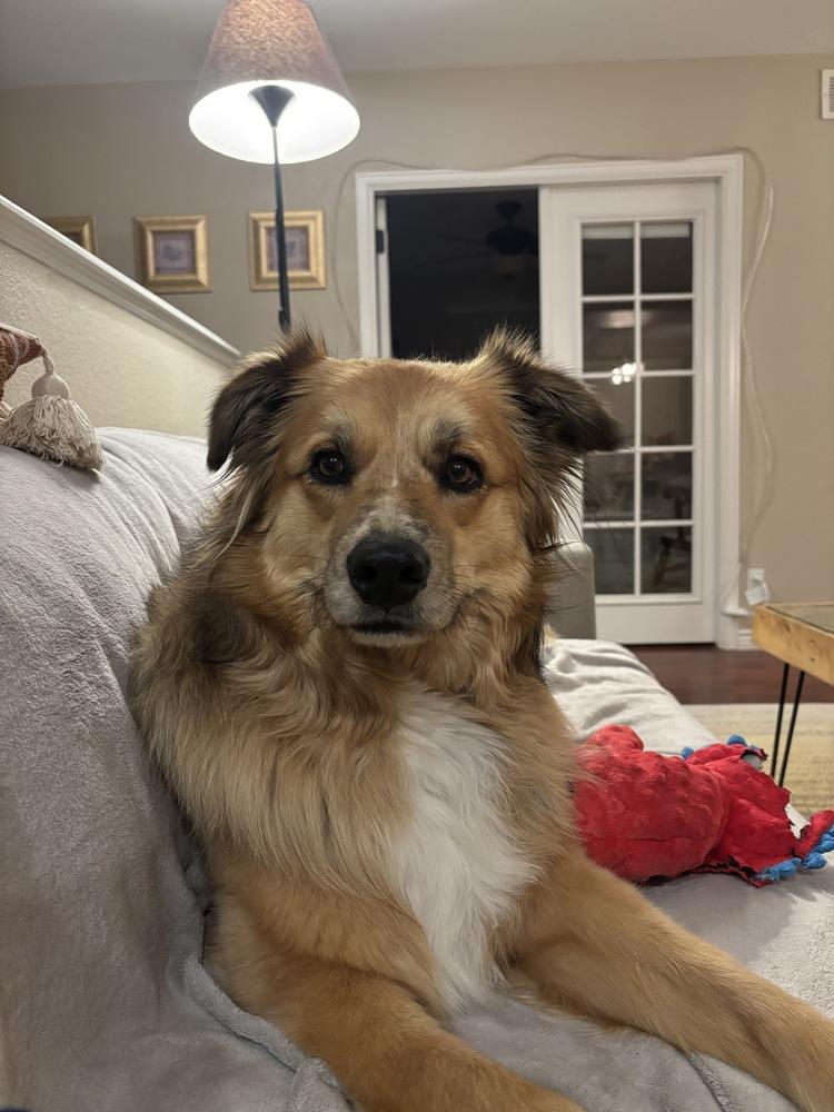 Yuki, ADOPTABLE, Adult Female Australian Shepherd.