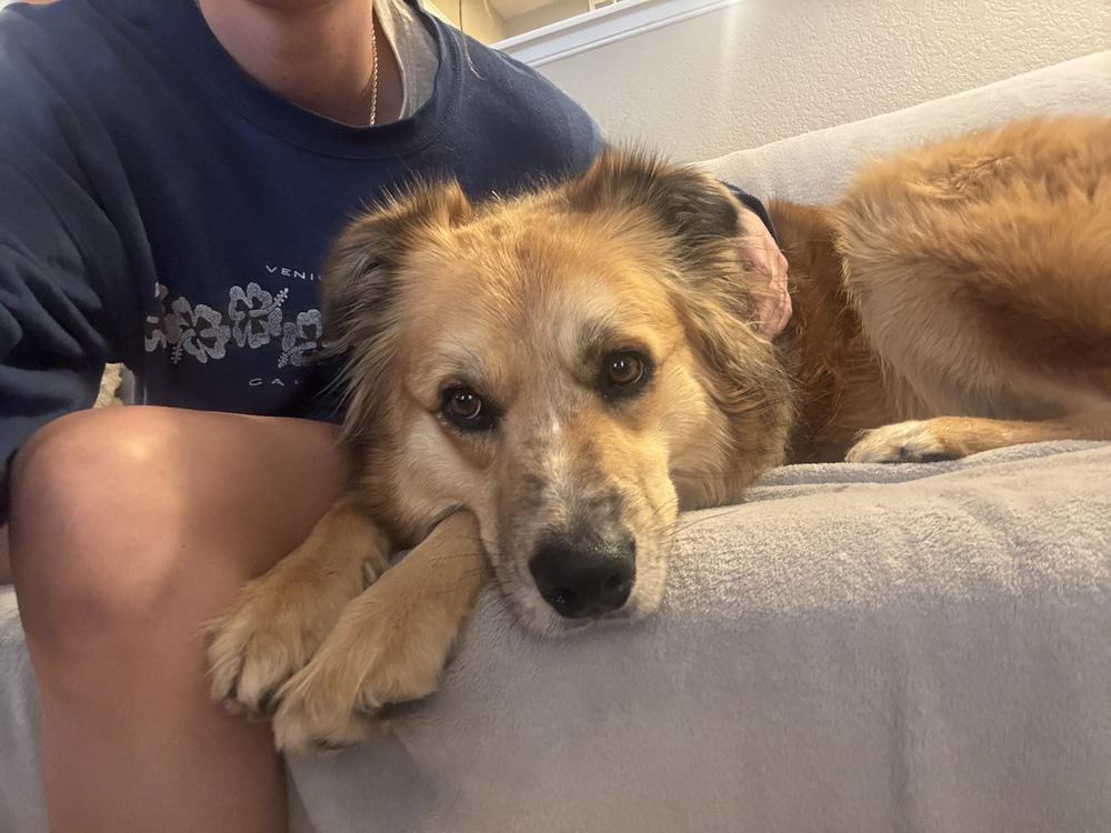 Enlarge Yuki, a ADOPTABLE mixed breed in Commerce City, CO image 5/6