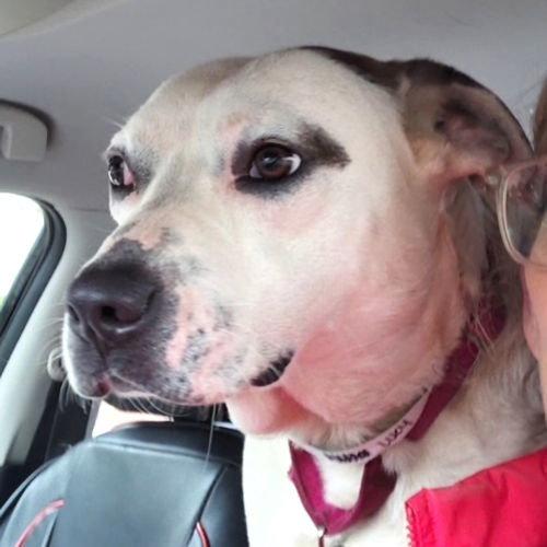 Lucy, Adoptable, Young Female Terrier.