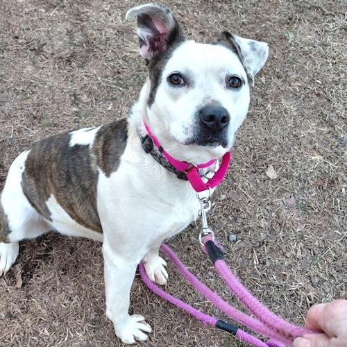 Lucy, a Adoptable Terrier in Rutherfordton, NC image 2/3