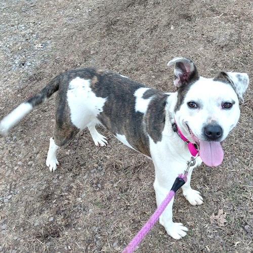 Lucy, a Adoptable Terrier in Rutherfordton, NC image 3/3