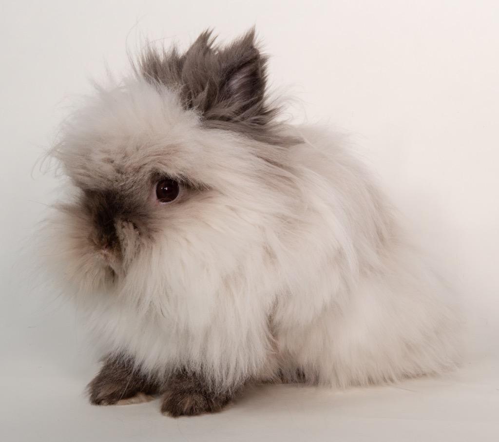 Nilla, a Adoptable Lionhead in San Francisco, CA image 1/6