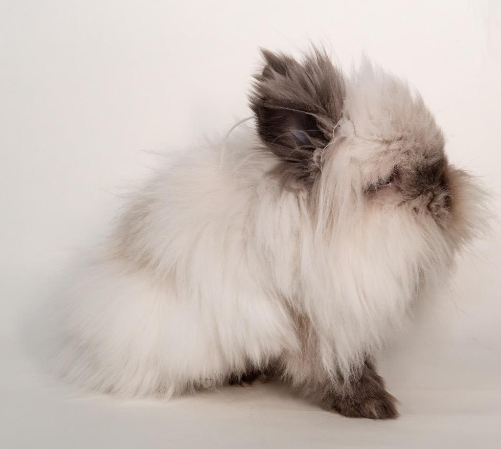 Nilla, a Adoptable Lionhead in San Francisco, CA image 2/6