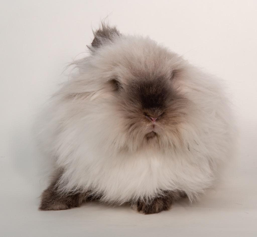 Nilla, a Adoptable Lionhead in San Francisco, CA image 3/6