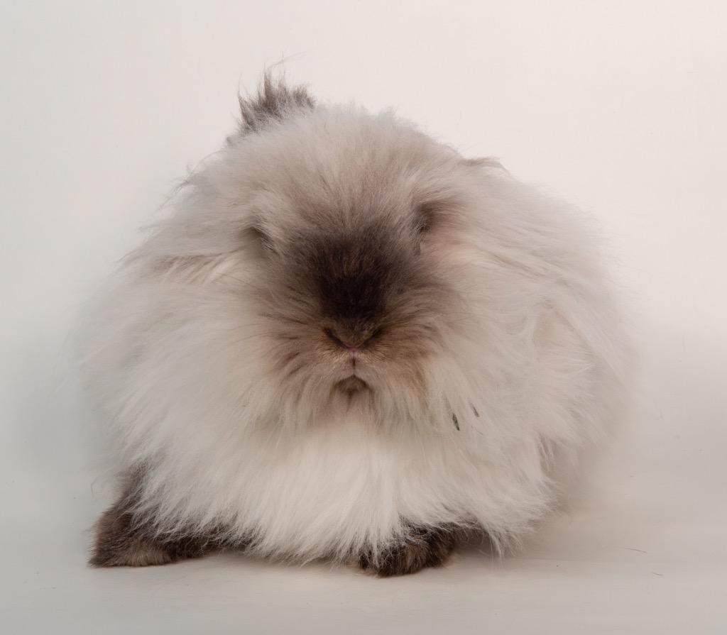 Nilla, a Adoptable Lionhead in San Francisco, CA image 4/6