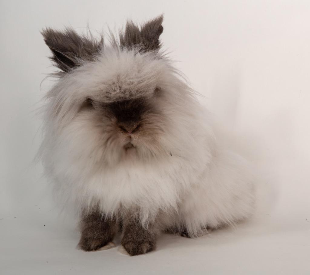 Nilla, a Adoptable Lionhead in San Francisco, CA image 5/6