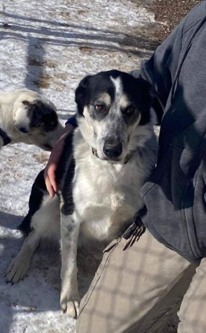 Enlarge Max, a Adoptable mixed breed in Las Vegas, NV image 1/6