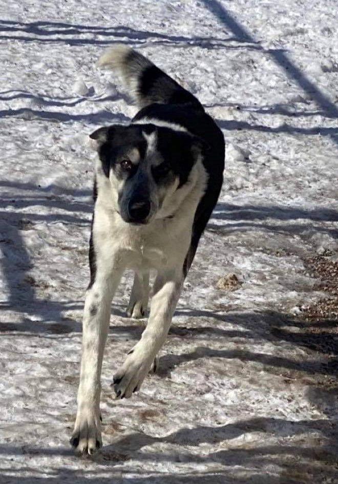 Enlarge Max, a Adoptable mixed breed in Las Vegas, NV image 2/6