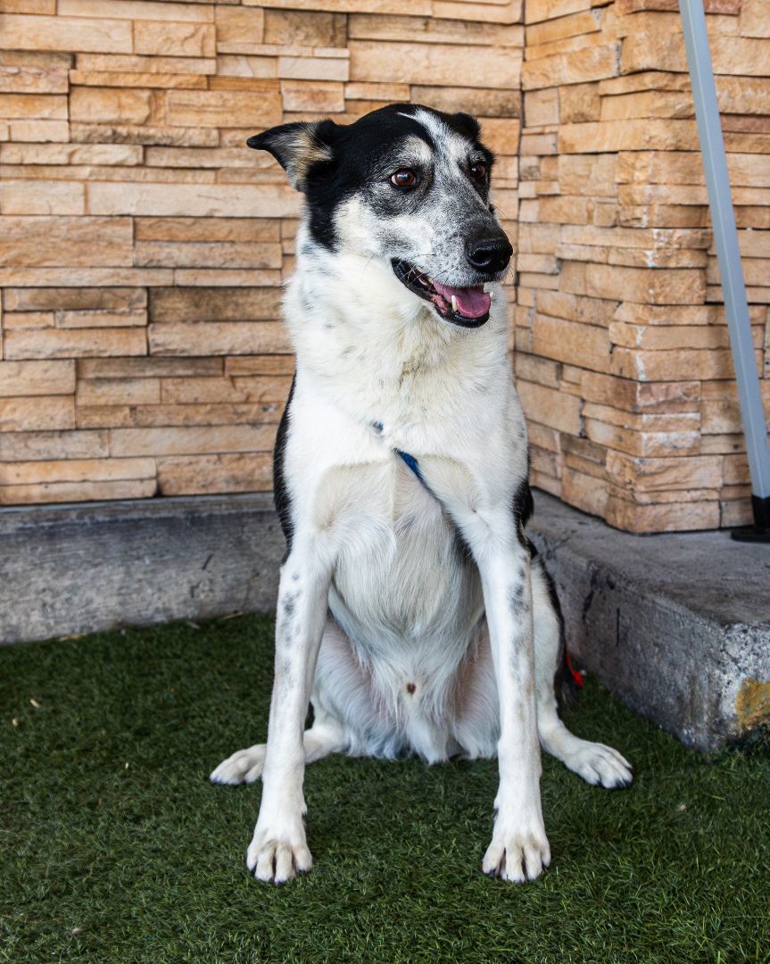 Enlarge Max, a Adoptable mixed breed in Las Vegas, NV image 3/6