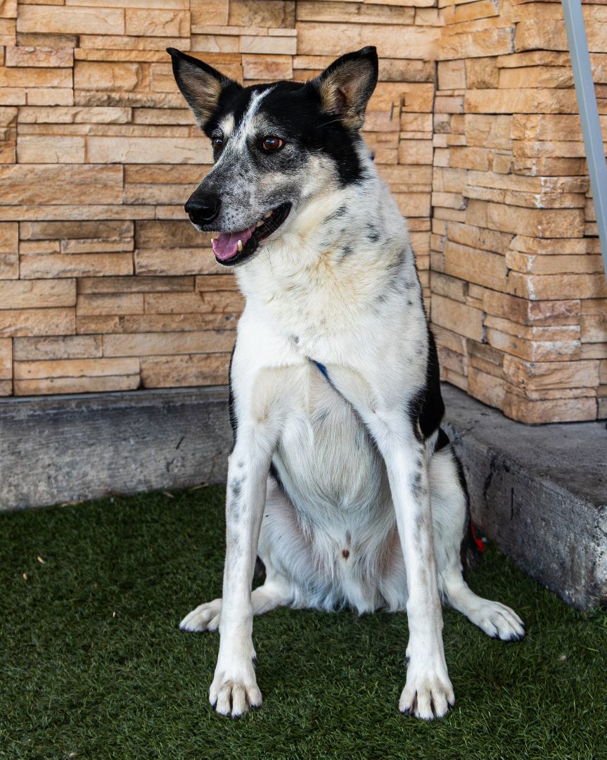 Enlarge Max, a Adoptable mixed breed in Las Vegas, NV image 4/6