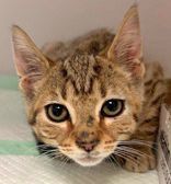 Sherman, an adopted Domestic Short Hair Mix in Portsmouth, OH_image-1