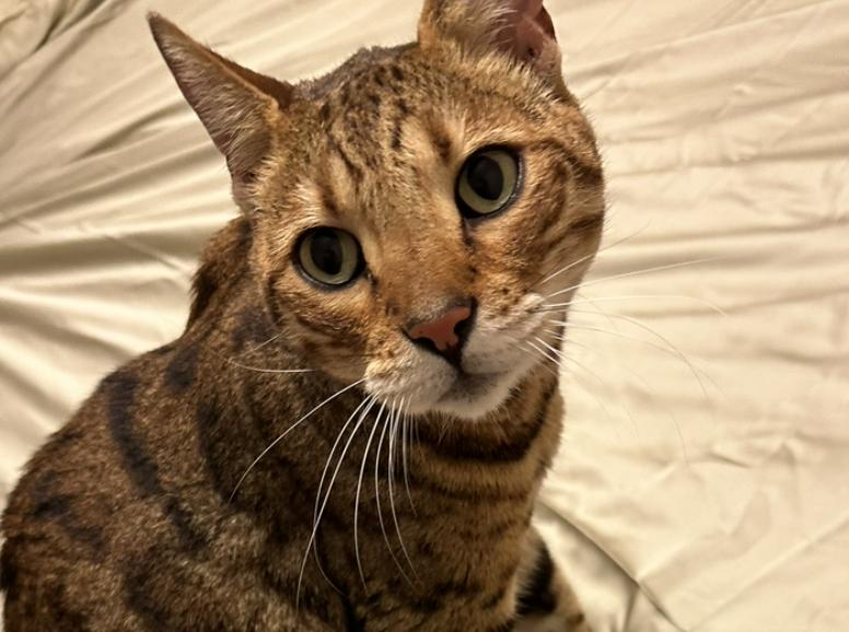 Bagel Lex, Adopted, Adult Male Bengal & Domestic Short Hair.