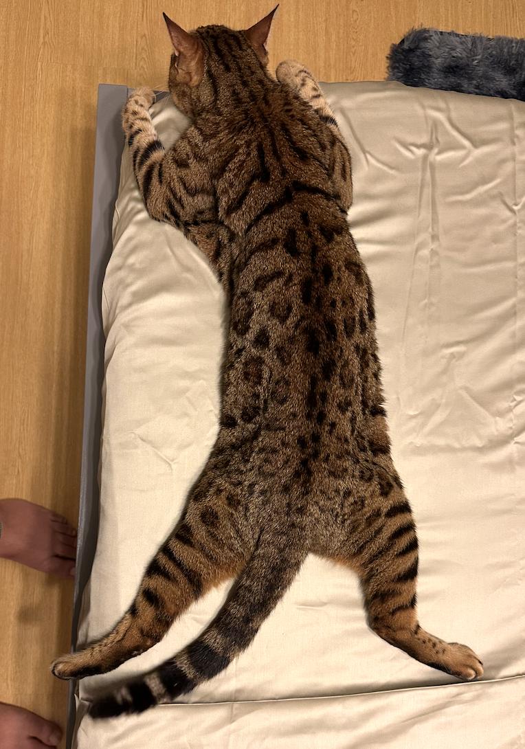 Enlarge Bagel Lex, a Adopted mixed breed in Frisco, TX image 2/2