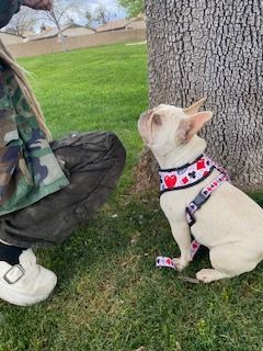 Goldie, a Adopted French Bulldog in Mesa, AZ image 1/2