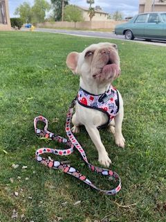 Goldie, a Adopted French Bulldog in Mesa, AZ image 2/2