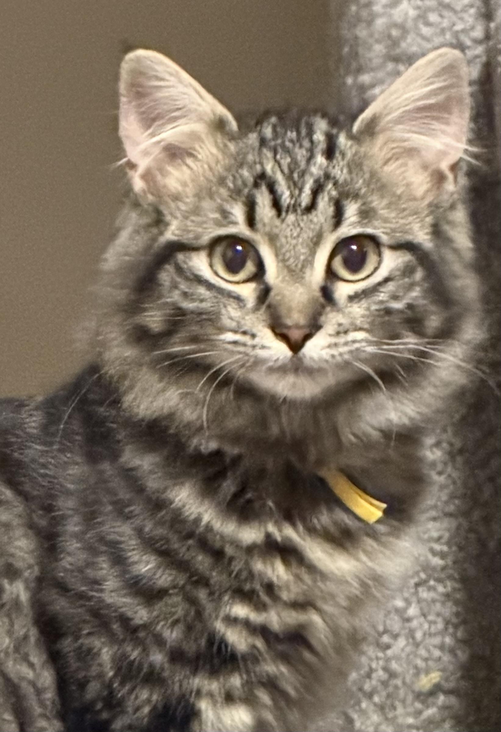 Shaggy, an adopted Domestic Long Hair in Woodstock, GA image 2/2
