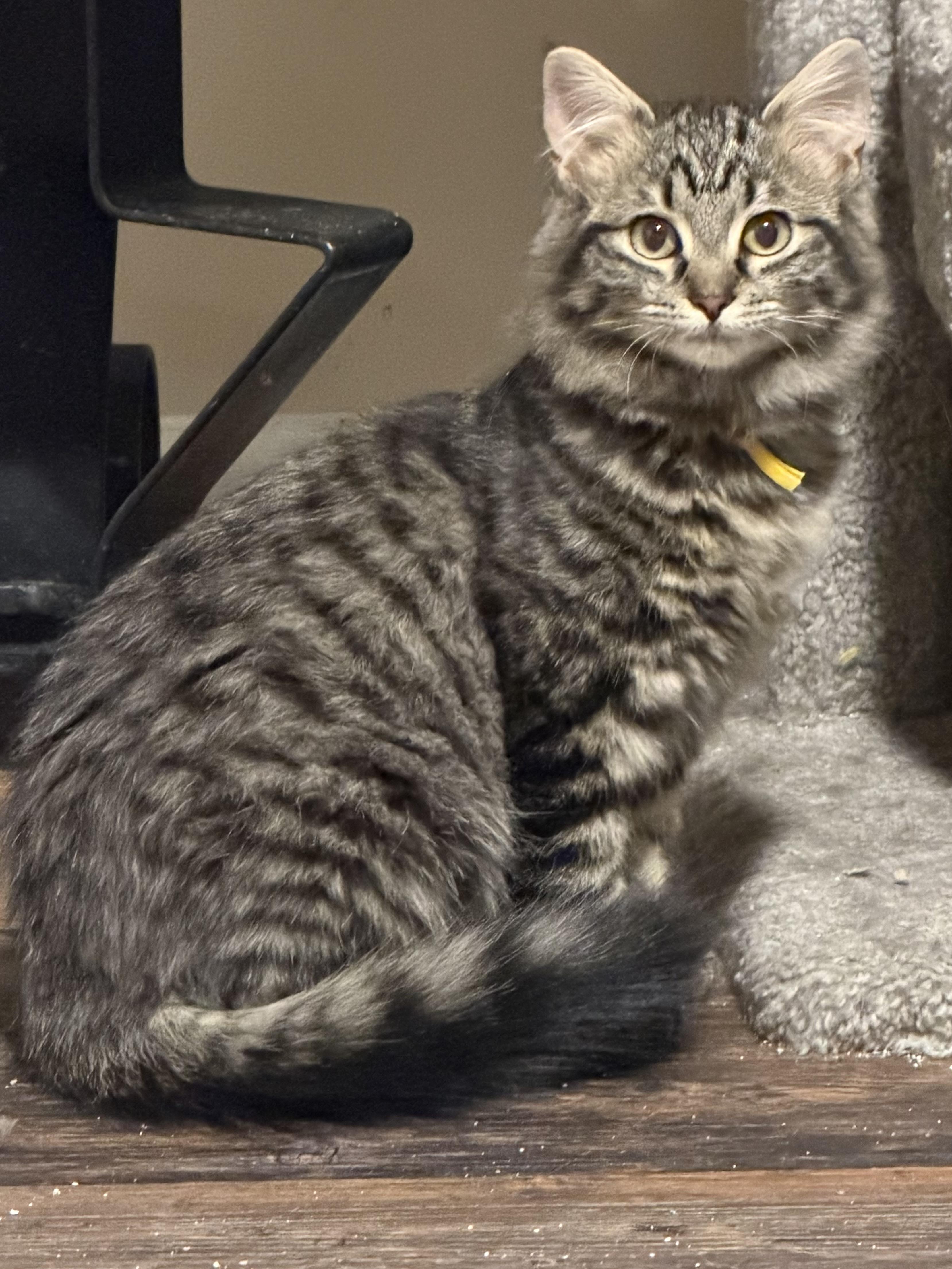 Shaggy, adopted, Young Female Domestic Long Hair.