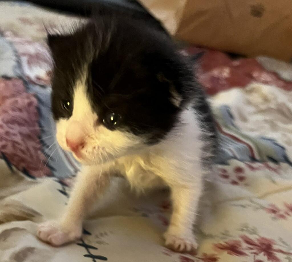 Oregano, Adoptable, Kitten Male Domestic Short Hair.