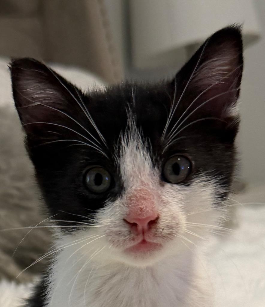 Enlarge Oregano, a Adoptable Domestic Short Hair in Fort Myers, FL image 3/3