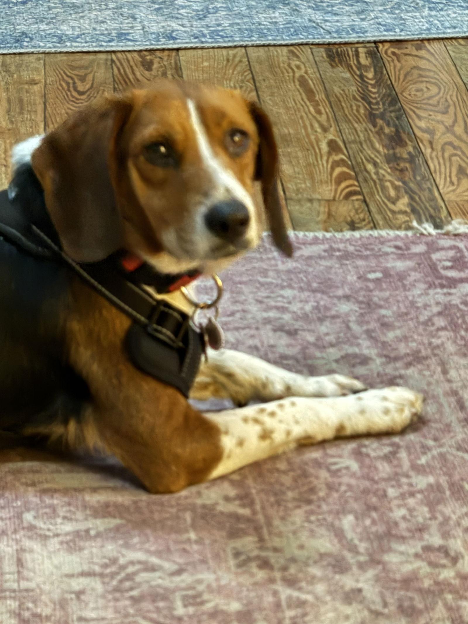 Enlarge Crumpet, a Adoptable Beagle in Tampa, FL image 1/2
