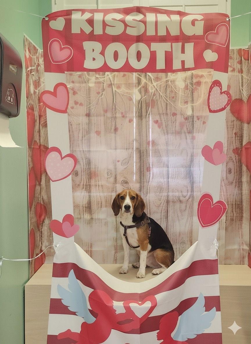 Crumpet, Adoptable, Adult Male Beagle.