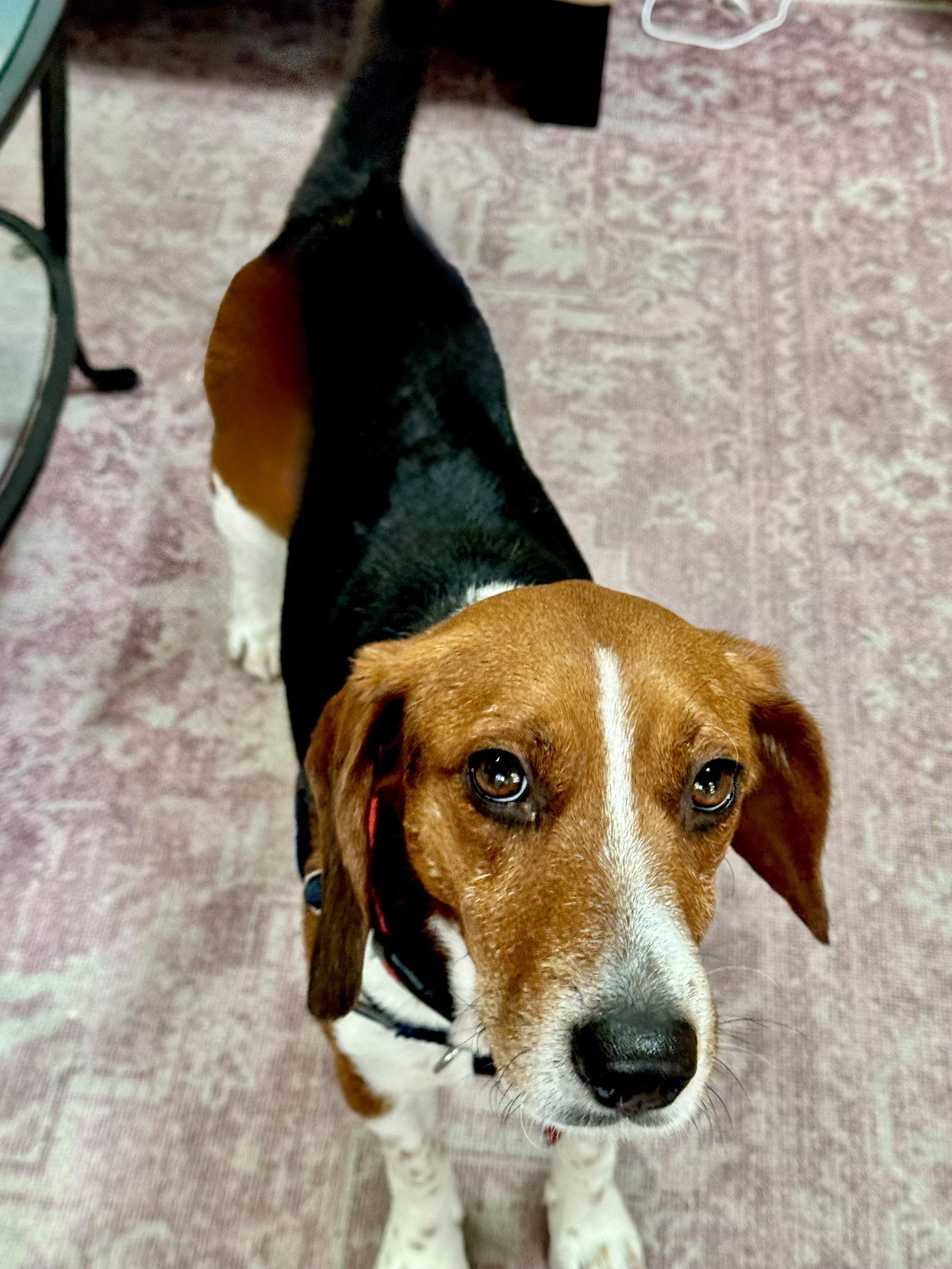 Crumpet, Adoptable, Adult Male Beagle.
