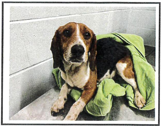 Enlarge Crumpet, a Adoptable Beagle in Tampa, FL image 2/2