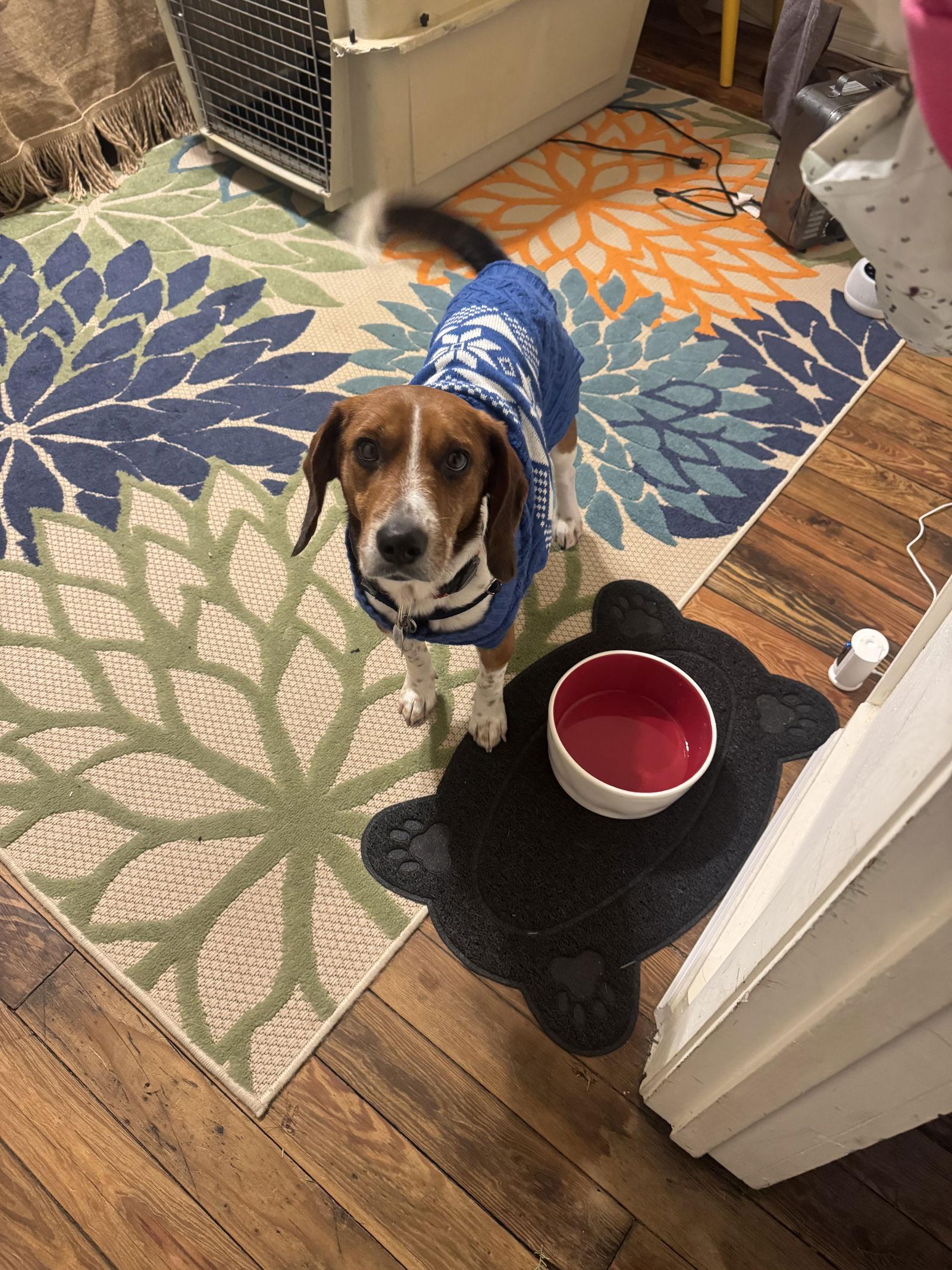 Enlarge Crumpet, a Adoptable Beagle in Tampa, FL image 3/3