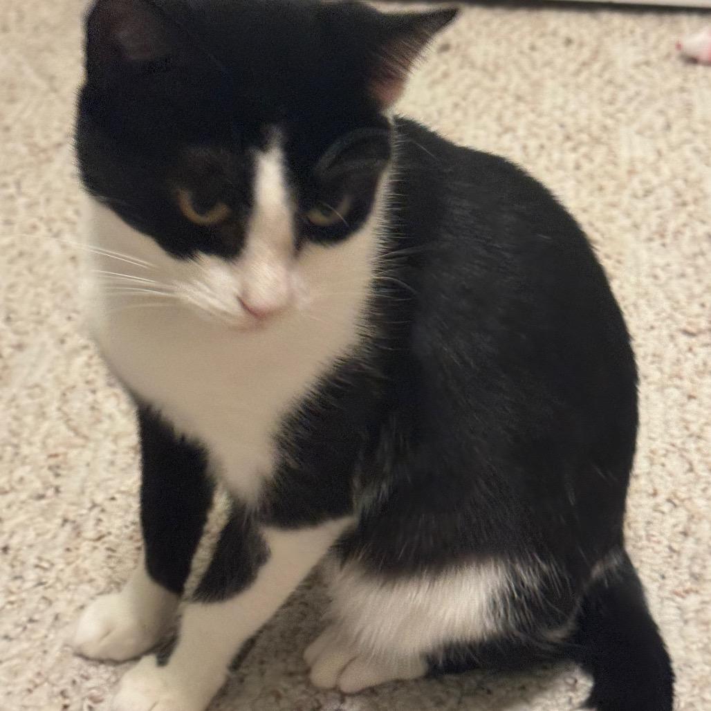 Farah, Adoptable, Young Female Domestic Short Hair.