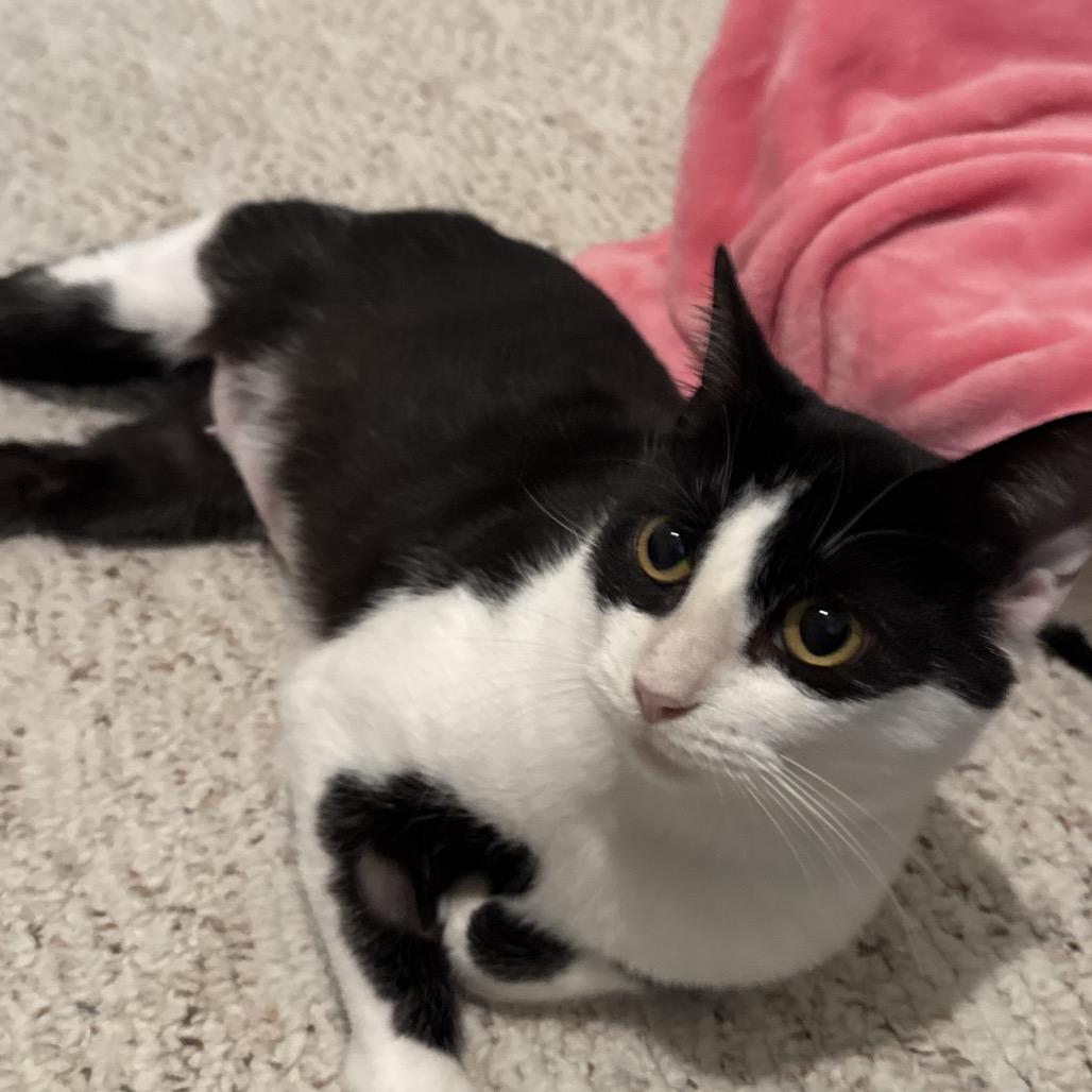 Enlarge Farah, a Adoptable Domestic Short Hair in Frederick, MD image 2/2