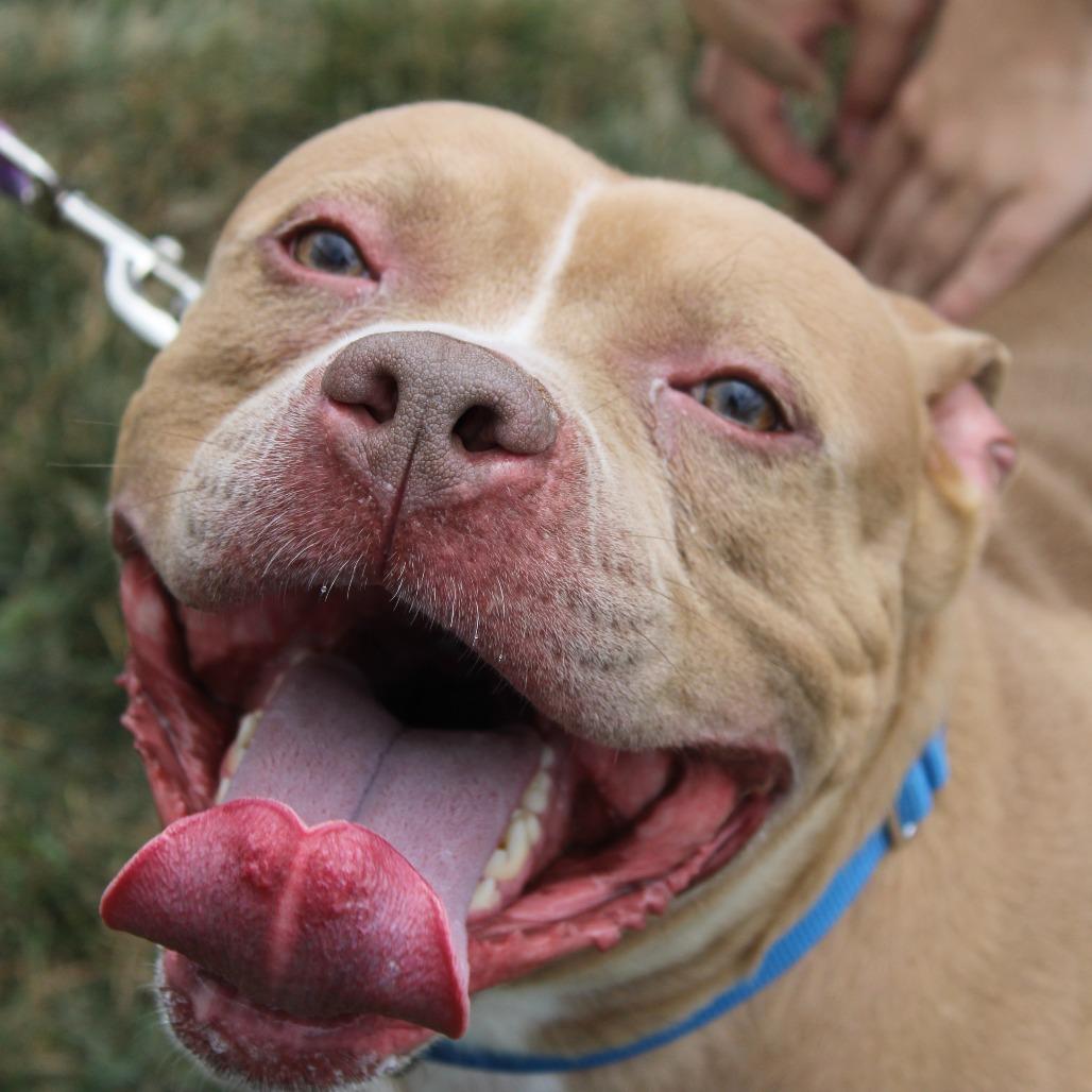 Hotfire, Adoptable, Adult Male Pit Bull Terrier & Mixed Breed.