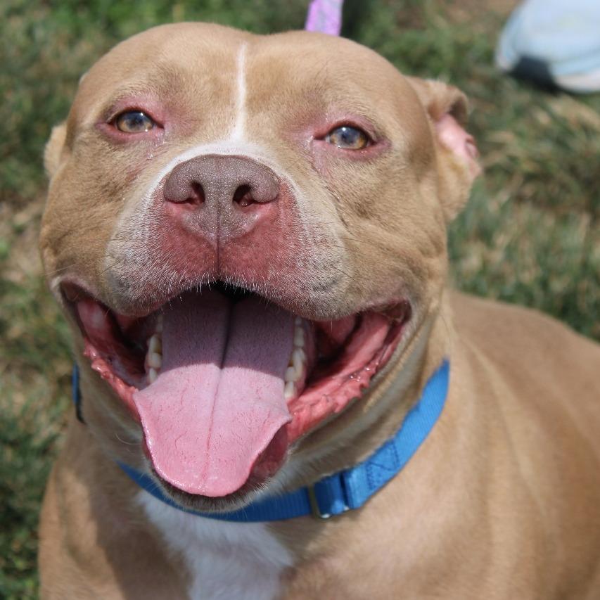 Enlarge Hotfire, a Adoptable mixed breed in Champaign, IL image 2/2