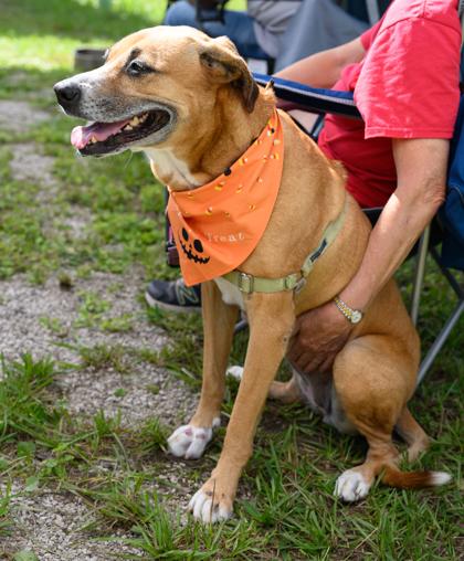 Enlarge ASHA, a Adoptable Mixed Breed in Fernandina Beach, FL image 5/6