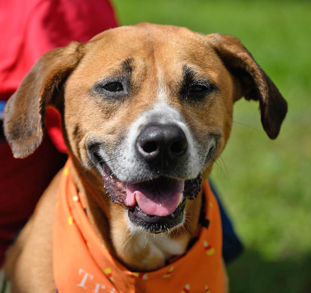 Enlarge ASHA, a Adoptable Mixed Breed in Fernandina Beach, FL image 1/6