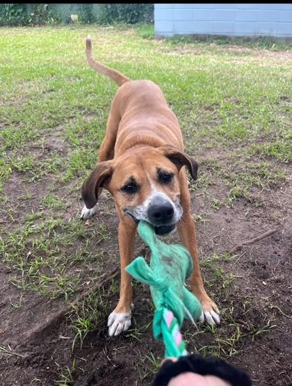 Enlarge ASHA, a Adoptable Mixed Breed in Fernandina Beach, FL image 4/6