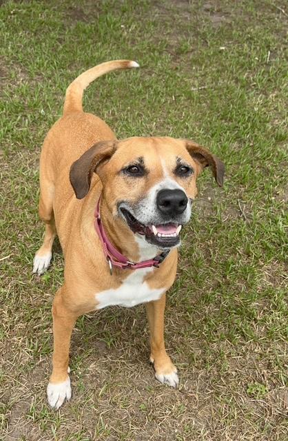 ASHA, Adoptable, Adult Female Mixed Breed.