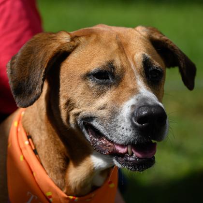 Enlarge ASHA, a Adoptable Mixed Breed in Fernandina Beach, FL image 6/6
