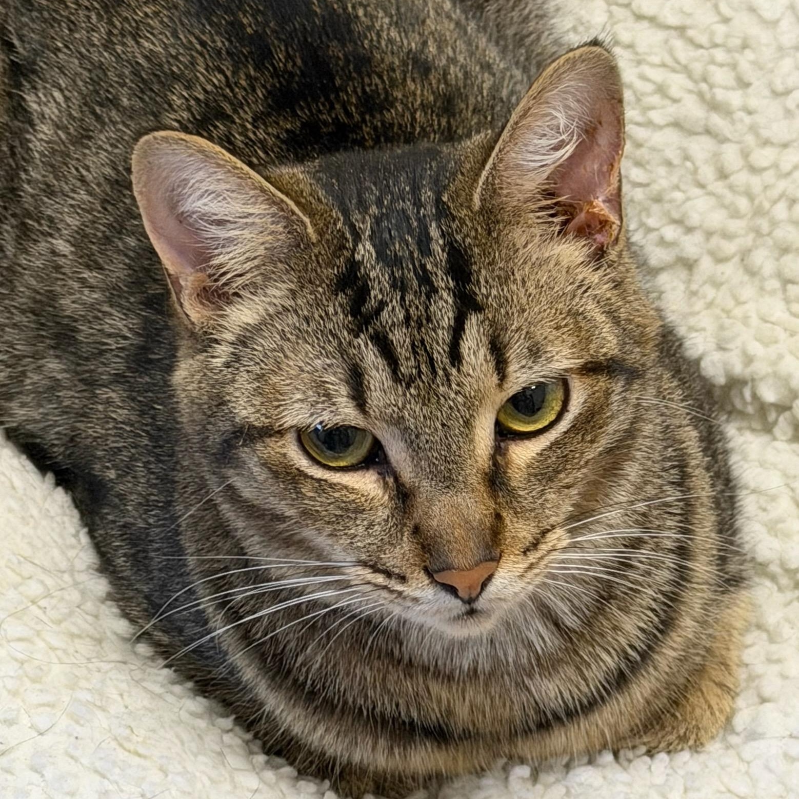 Enlarge Hartley, a ADOPTABLE Domestic Short Hair in Honeoye, NY image 1/2