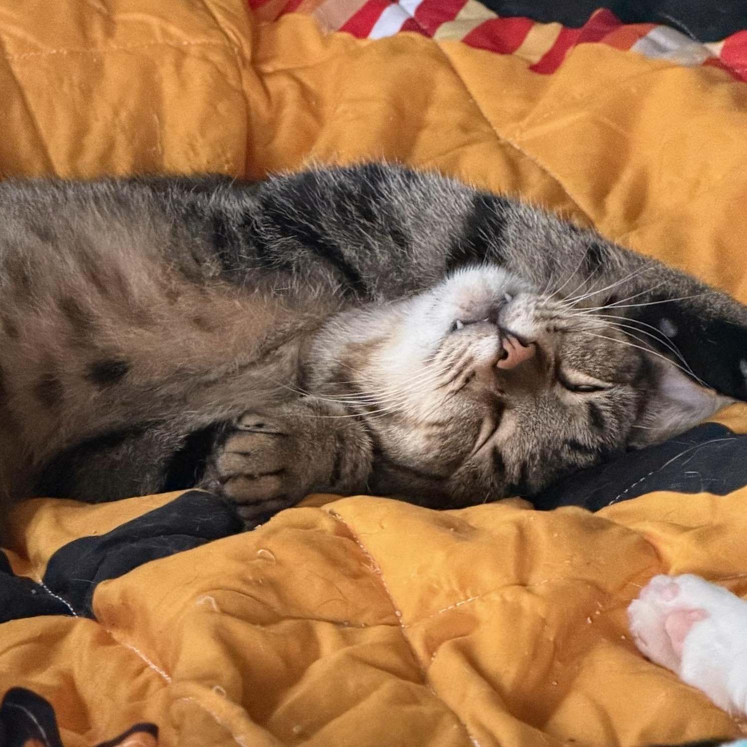 Hartley, ADOPTABLE, Adult Male Domestic Short Hair.