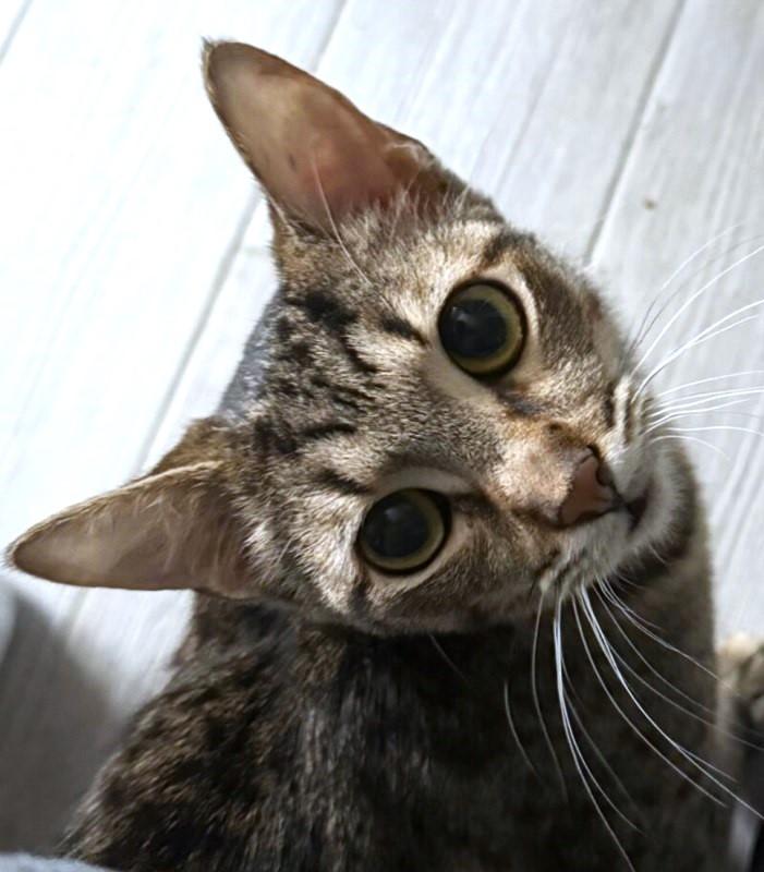 Enlarge Hartley, a ADOPTABLE Domestic Short Hair in Honeoye, NY image 1/1