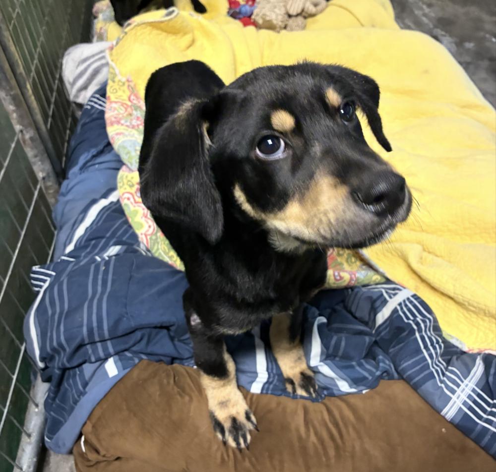 Coreau / Ace, Adoptable, Puppy Male Labrador Retriever & Wire Fox Terrier.
