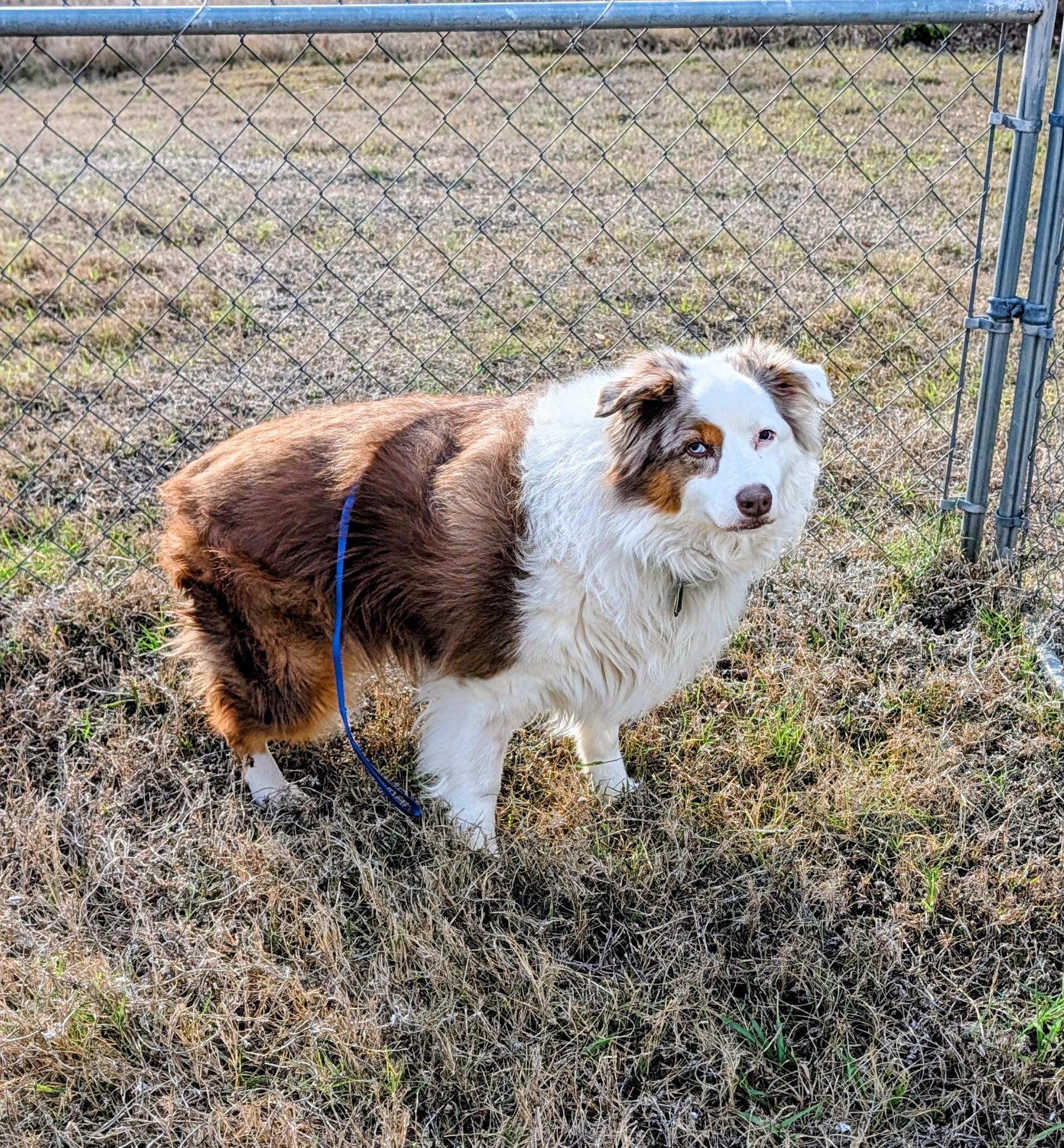 Enlarge Aussie, an adopted Australian Shepherd in Punta Gorda , FL image 2/3