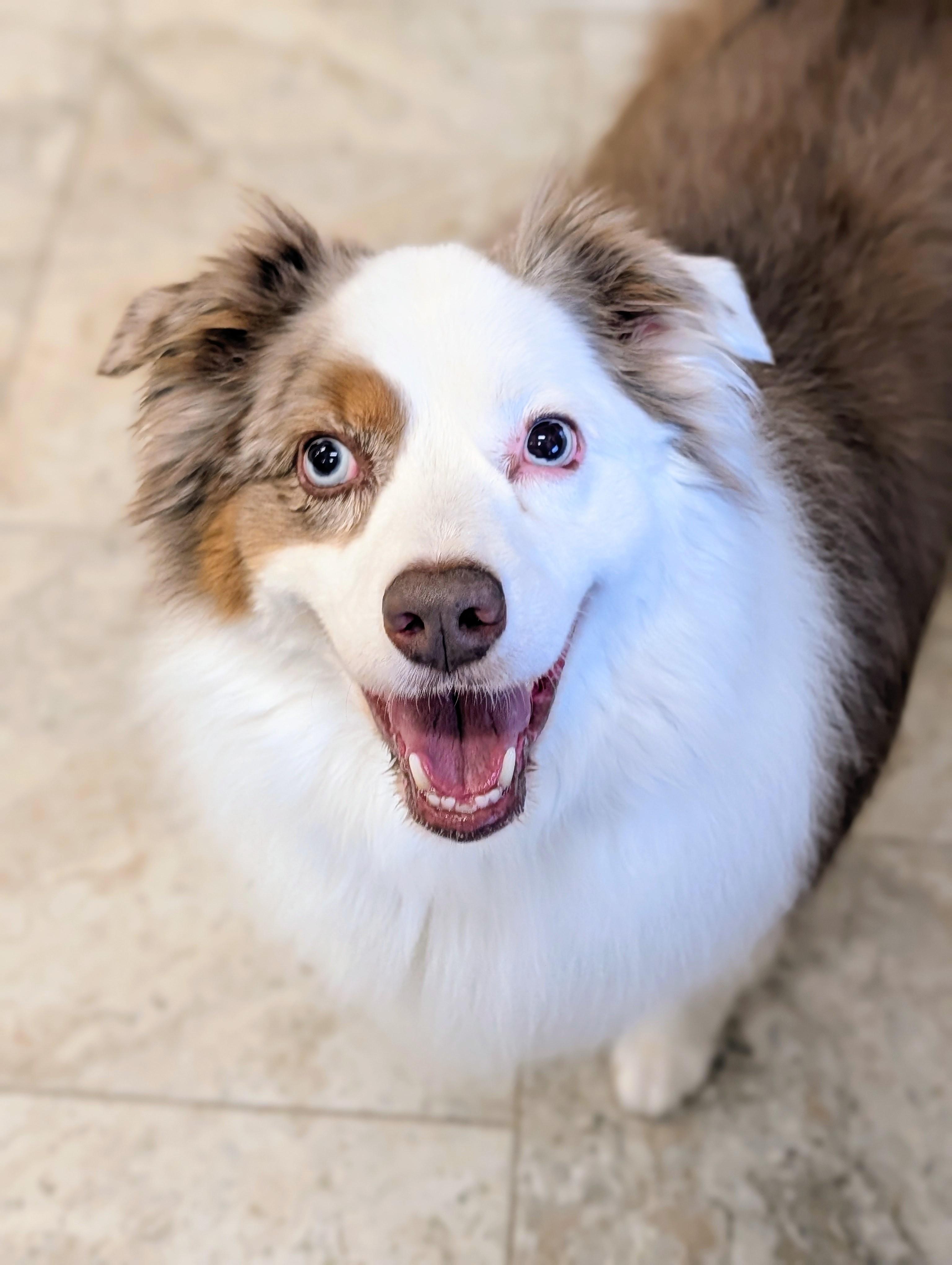 Aussie, adopted, Senior Male Australian Shepherd.