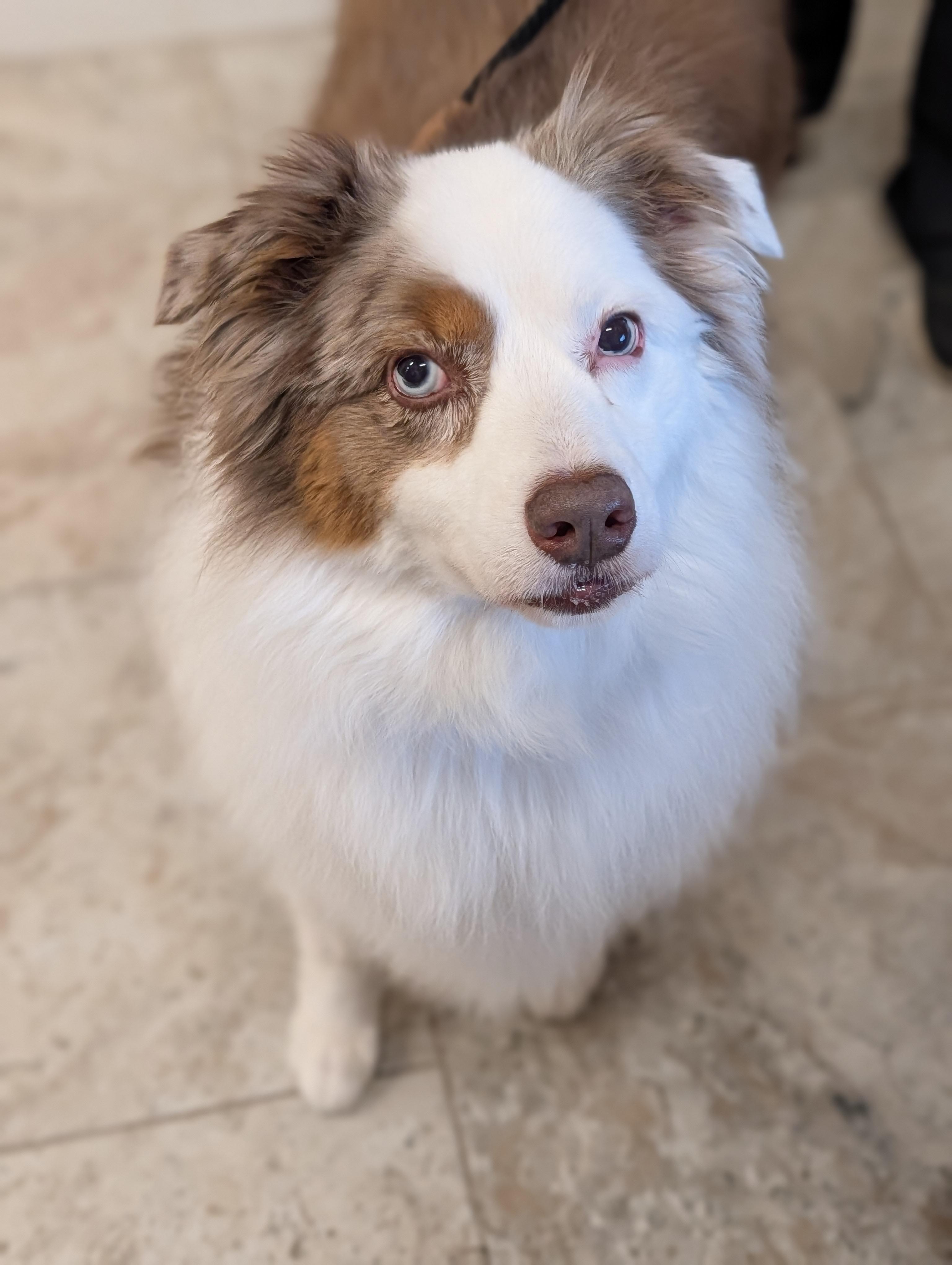 Enlarge Aussie, an adopted Australian Shepherd in Punta Gorda , FL image 3/3