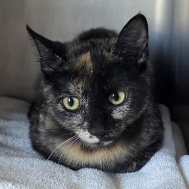 PEPPER, adopted, Kitten Female Domestic Short Hair.