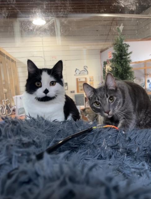 Enlarge Olly & Ovi, a ADOPTABLE Domestic Short Hair in Courtenay, BC image 5/6