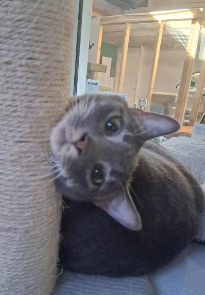 Enlarge Olly & Ovi, a ADOPTABLE Domestic Short Hair in Courtenay, BC image 6/6